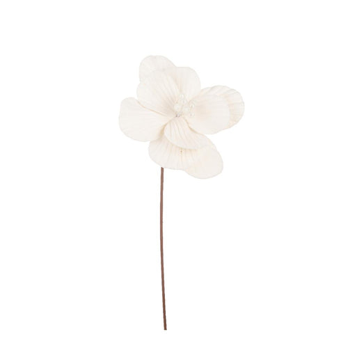 Božićna_zvezda_Ivory_22x50