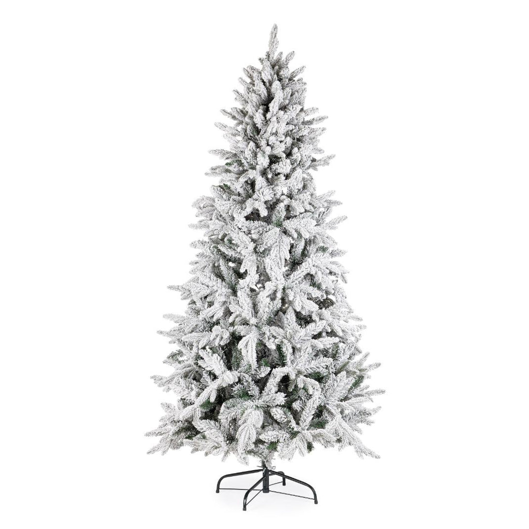 Snežna jelka Harvard 240 cm