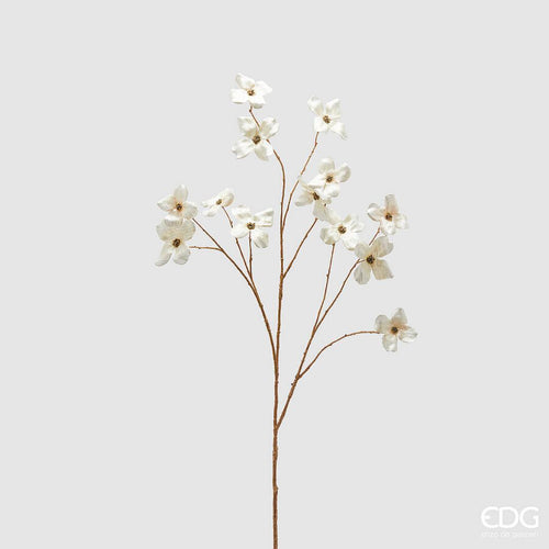 Cvet_Cornus_h10_u_krem_boji