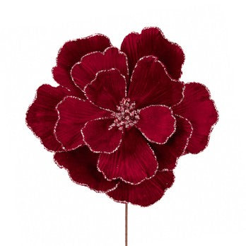 Božićna_zvezda_u_bordo_boji