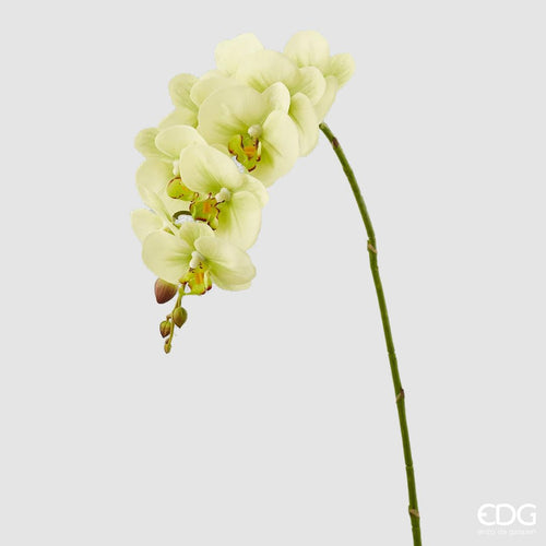 Orhideja_Phal.Real_h76_zelena